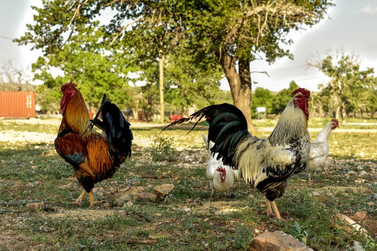 Containers (United States of America, Fredericksburg, Texas)