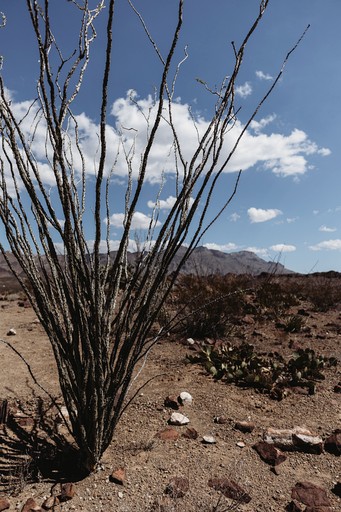Pods (United States of America, Terlingua, Texas)
