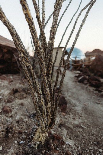 Pods (United States of America, Terlingua, Texas)