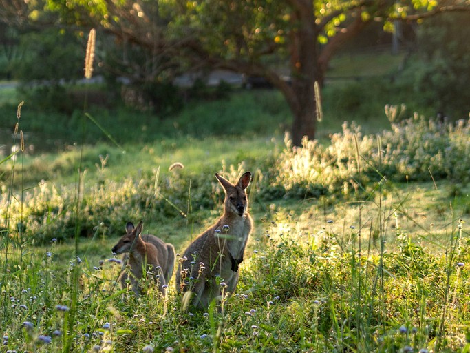 Tiny Houses (Australia, Tamborine Mountain, Queensland)