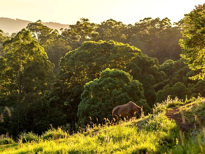 Tiny Houses (Australia, Tamborine Mountain, Queensland)