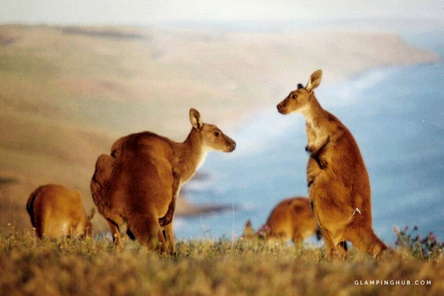 Amazing Wheelchair-Friendly Cabin Rental in Deep Creek Conservation Park, South Australia