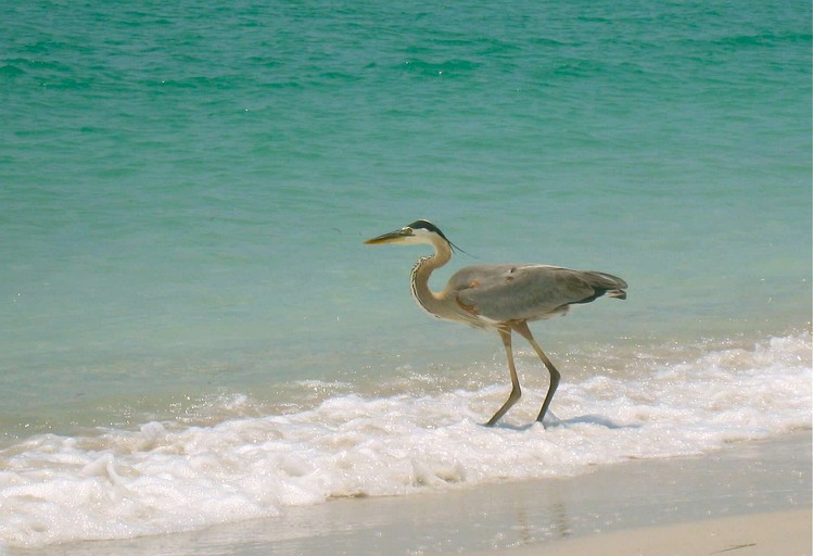 Vacation Rentals (United States of America, Placida, Florida)