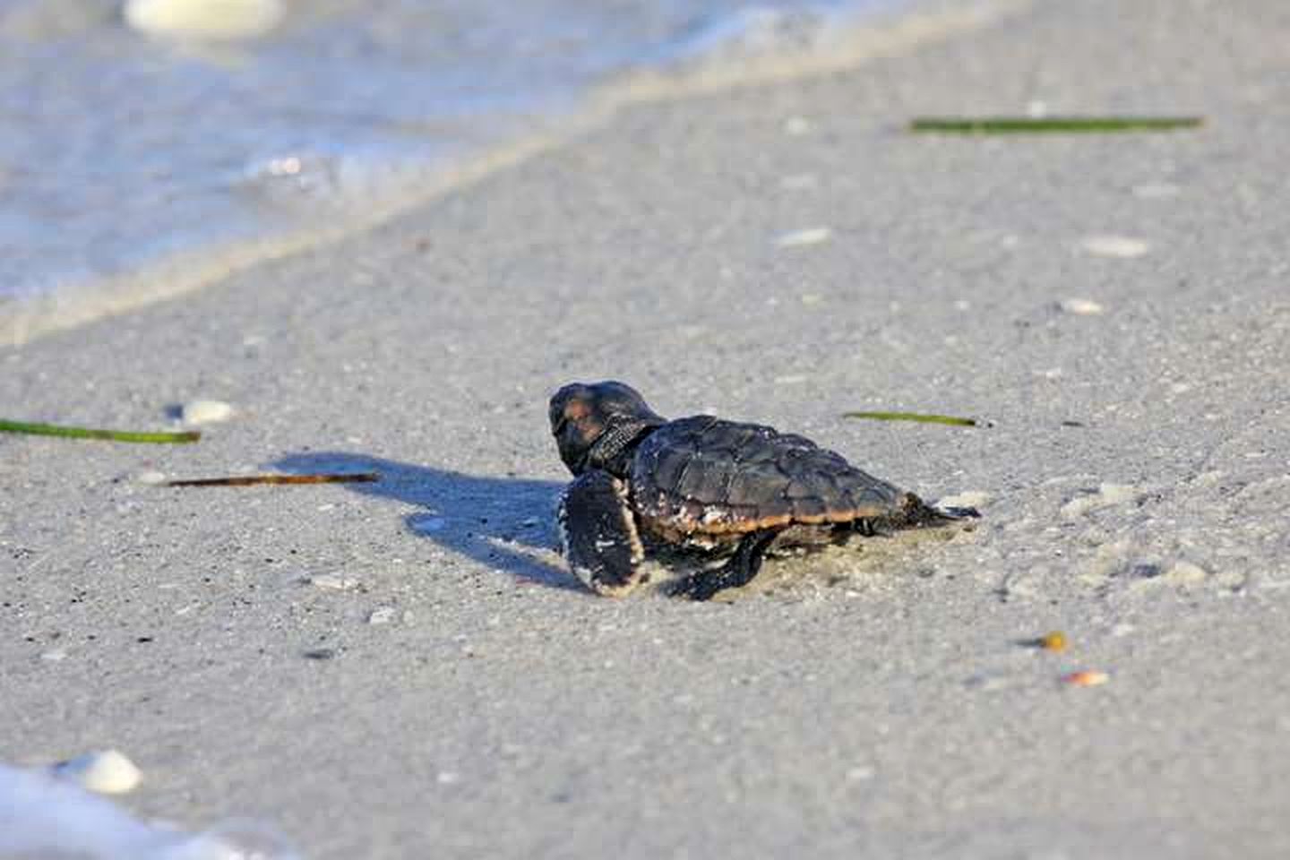 Charming Beach House with Private Dock Access, Steps from LGI Beach – Placida, FL