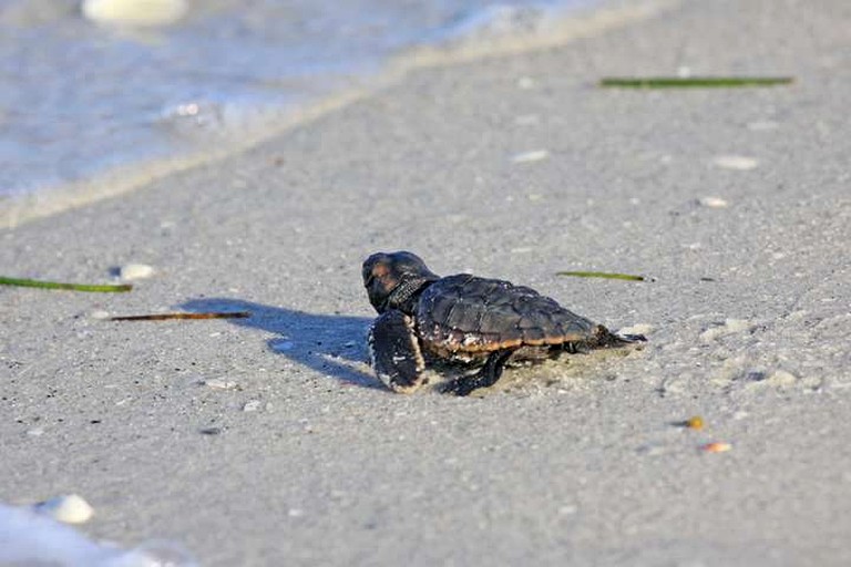 Vacation Rentals (United States of America, Placida, Florida)