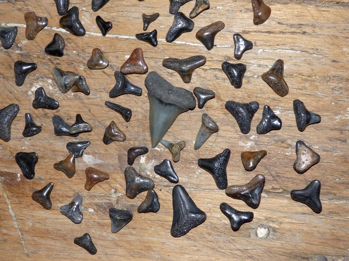 Vacation Rentals (United States of America, Placida, Florida)