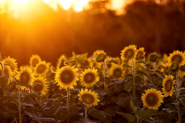 Tiny Houses (Australia, Strathdickie, Queensland)