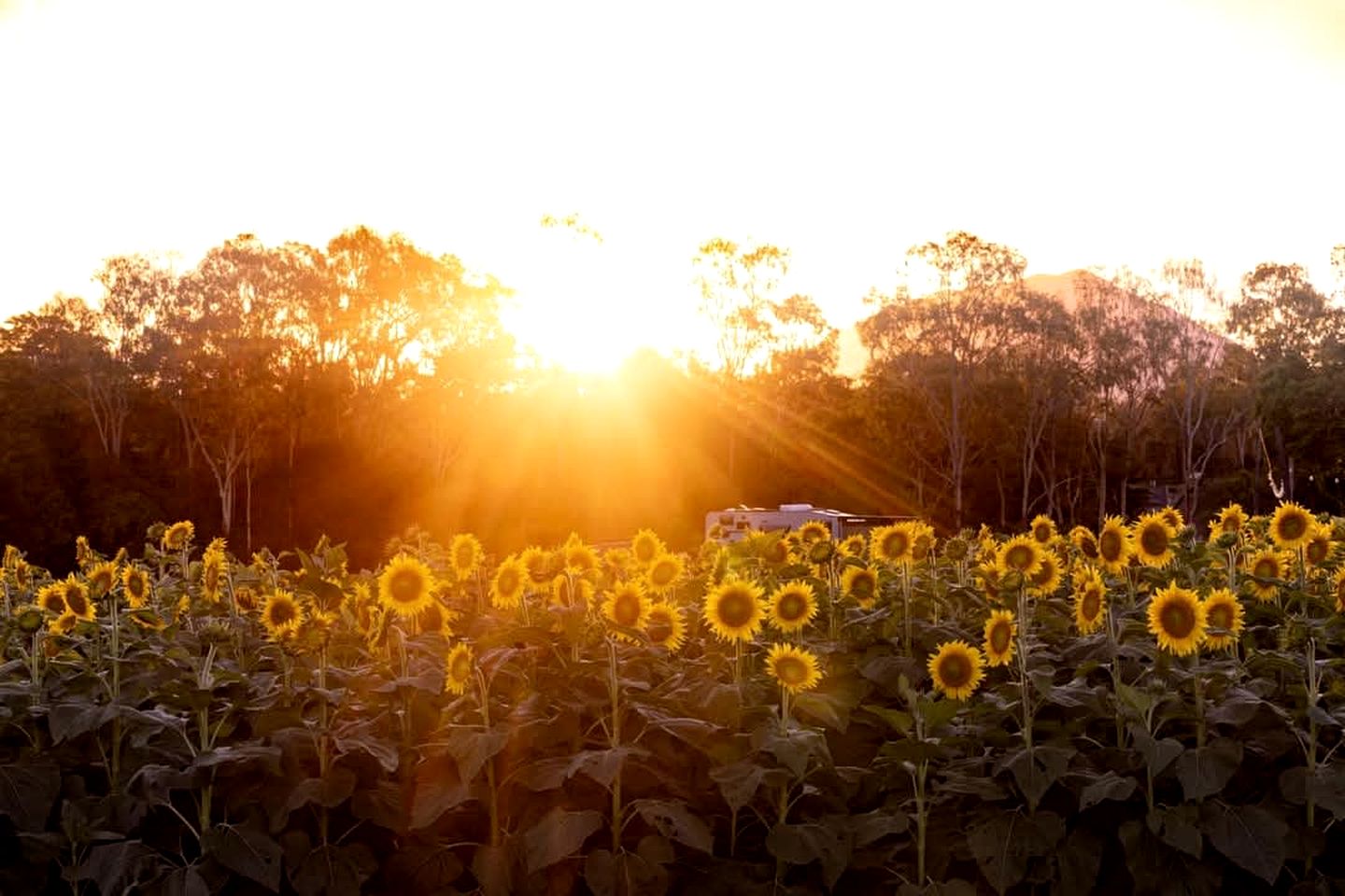 Andromache River Tiny House for Coastal Glamping near Airlie Beach