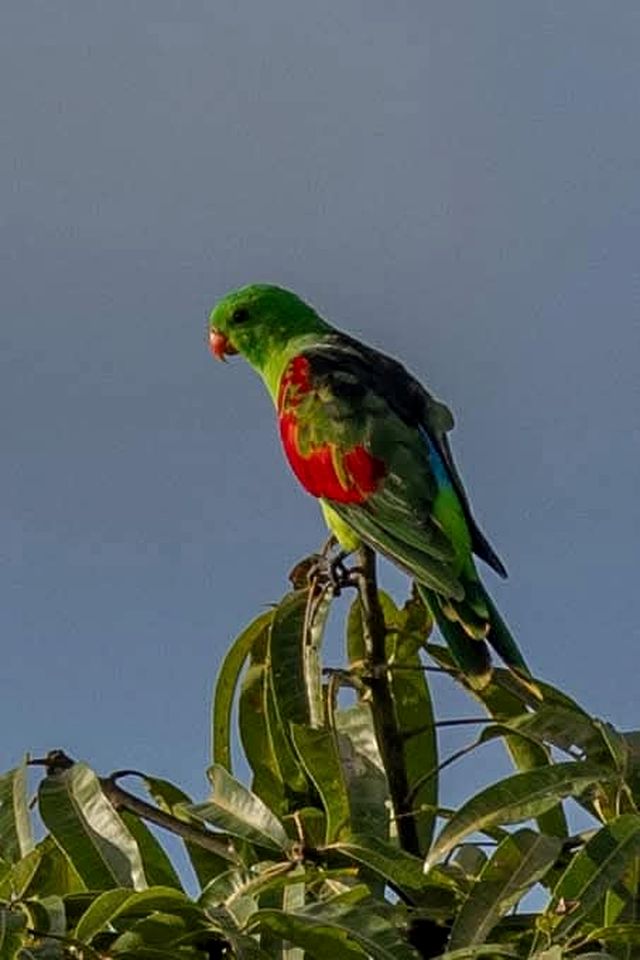 Andromache River Tiny House for Coastal Glamping near Airlie Beach