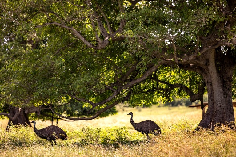 Tiny Houses (Australia, Strathdickie, Queensland)