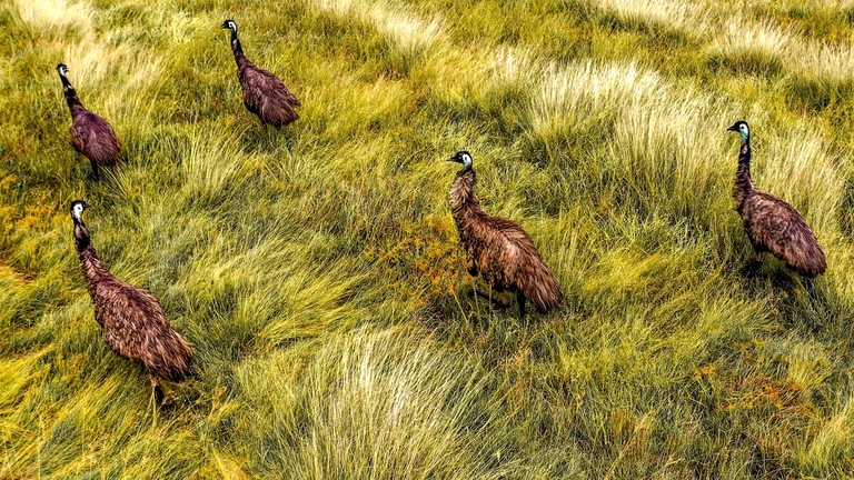 Tiny Houses (Australia, Strathdickie, Queensland)