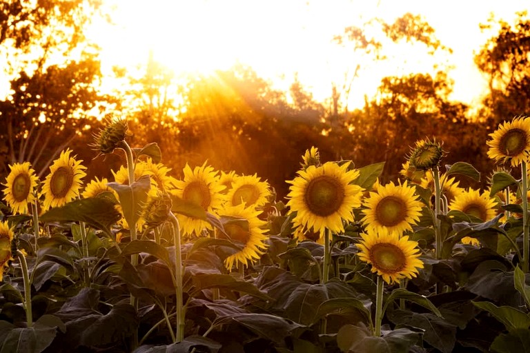Tiny Houses (Australia, Strathdickie, Queensland)