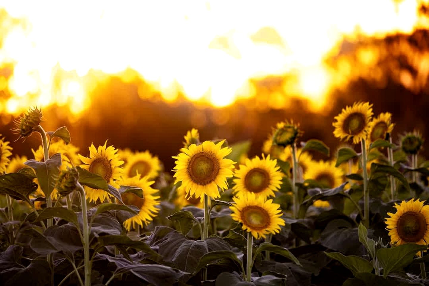 Andromache River Tiny House for Coastal Glamping near Airlie Beach
