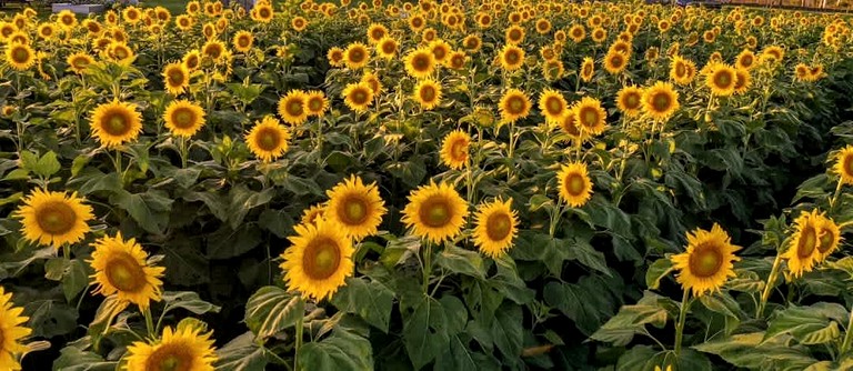 Tiny Houses (Australia, Strathdickie, Queensland)
