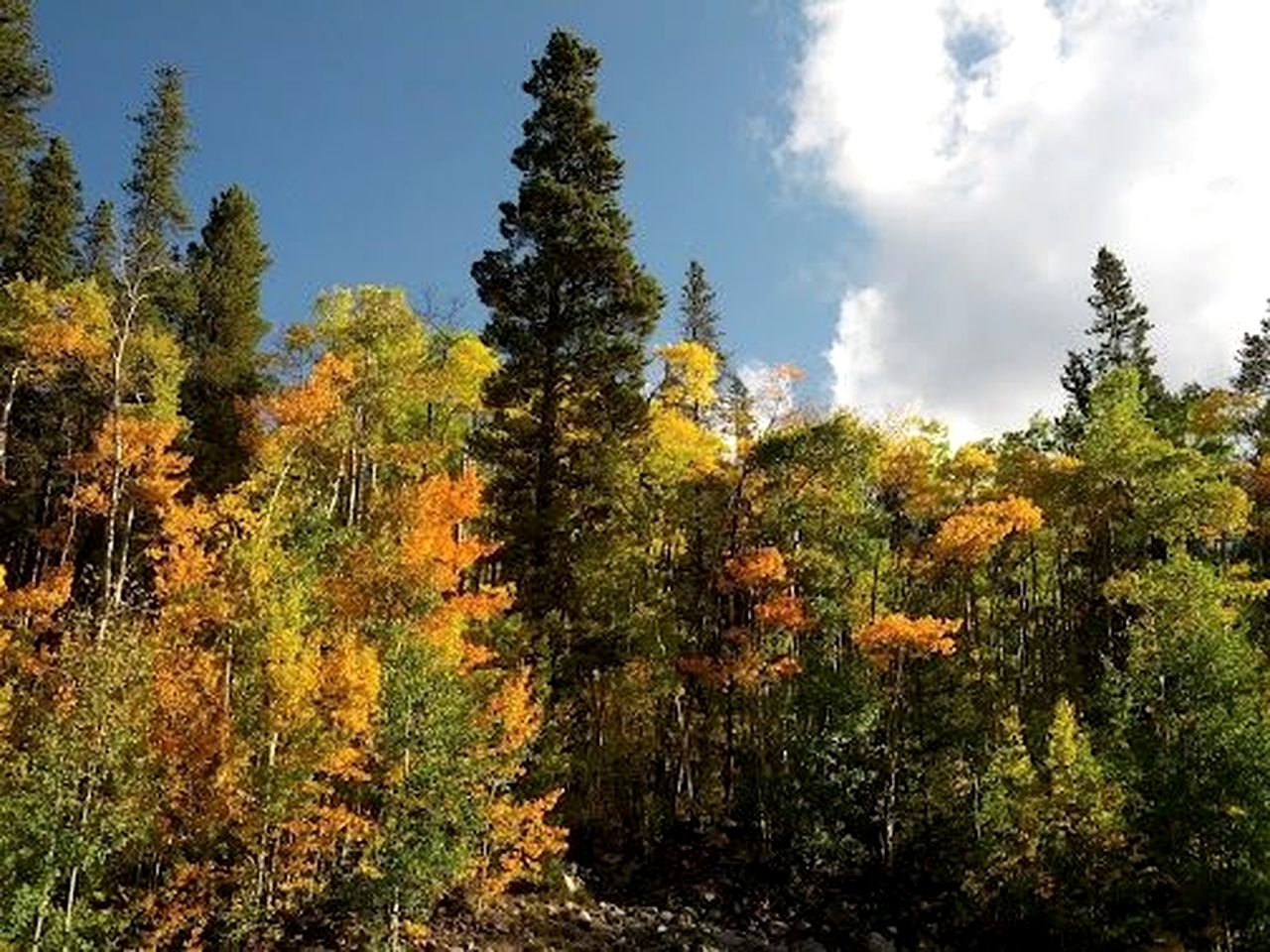 Secluded Cabin for Two Surrounded by Trails near Copper Mountain, Colorado