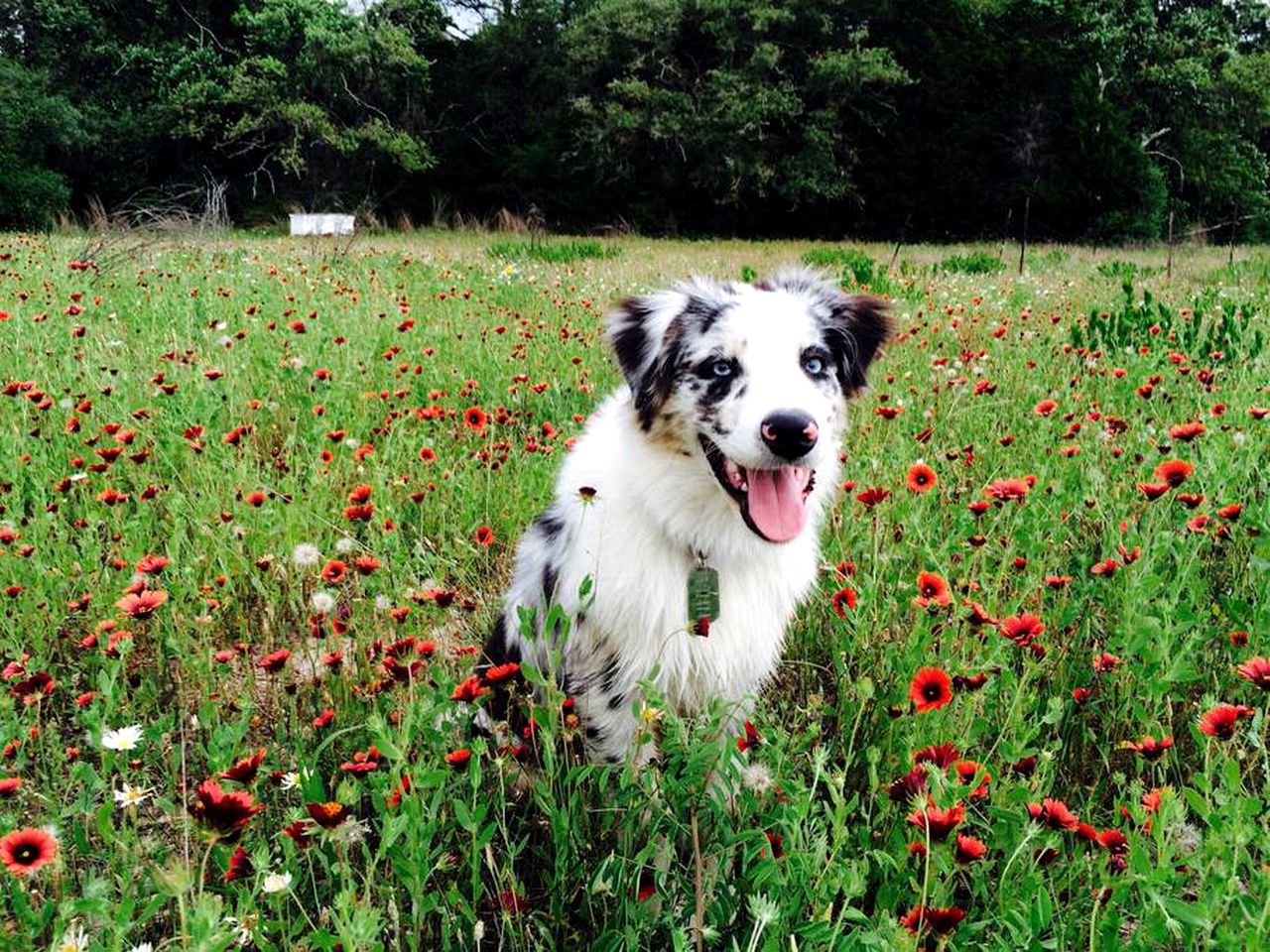 Romantic Cottage Rental on a Beautiful Farm in the Countryside near Austin, Texas