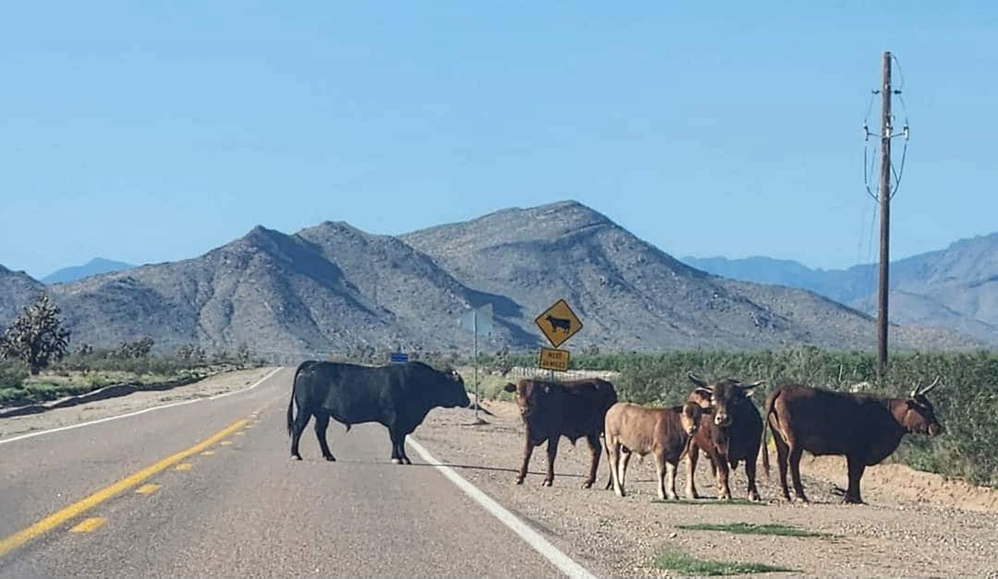 Arizona Adventure Awaits: Glamping Rental Offering Exquisite Views