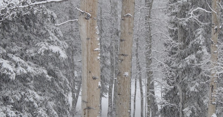 Nature Lodges (Cimarron, Colorado, United States)