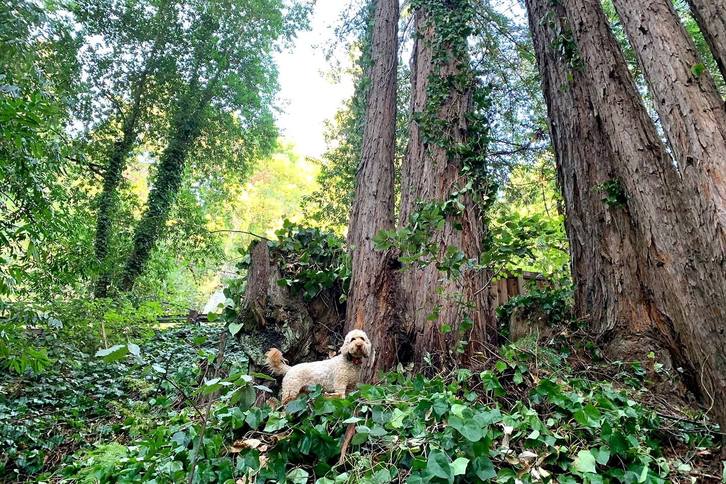 Cozy Redwood Retreat with Hot Tub & Forest Views near Jenner in Sonoma County, California