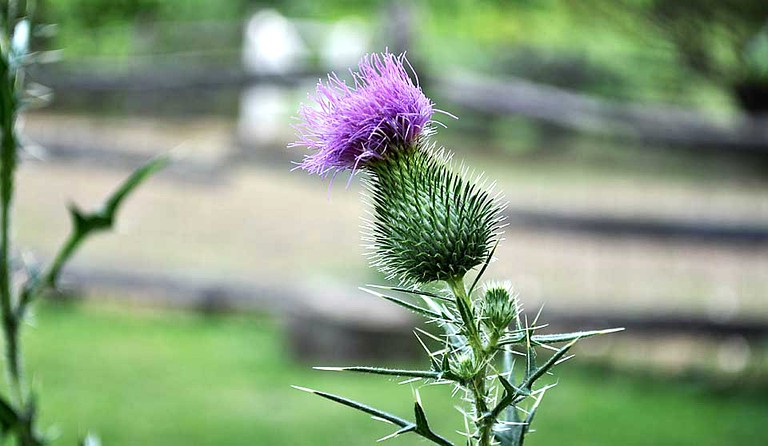 Nature Lodges (Doylestown, Pennsylvania, United States)