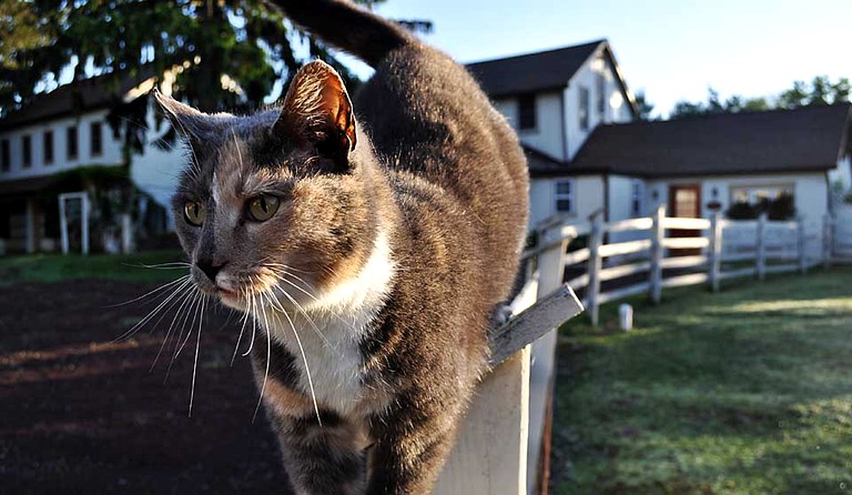 Nature Lodges (Doylestown, Pennsylvania, United States)