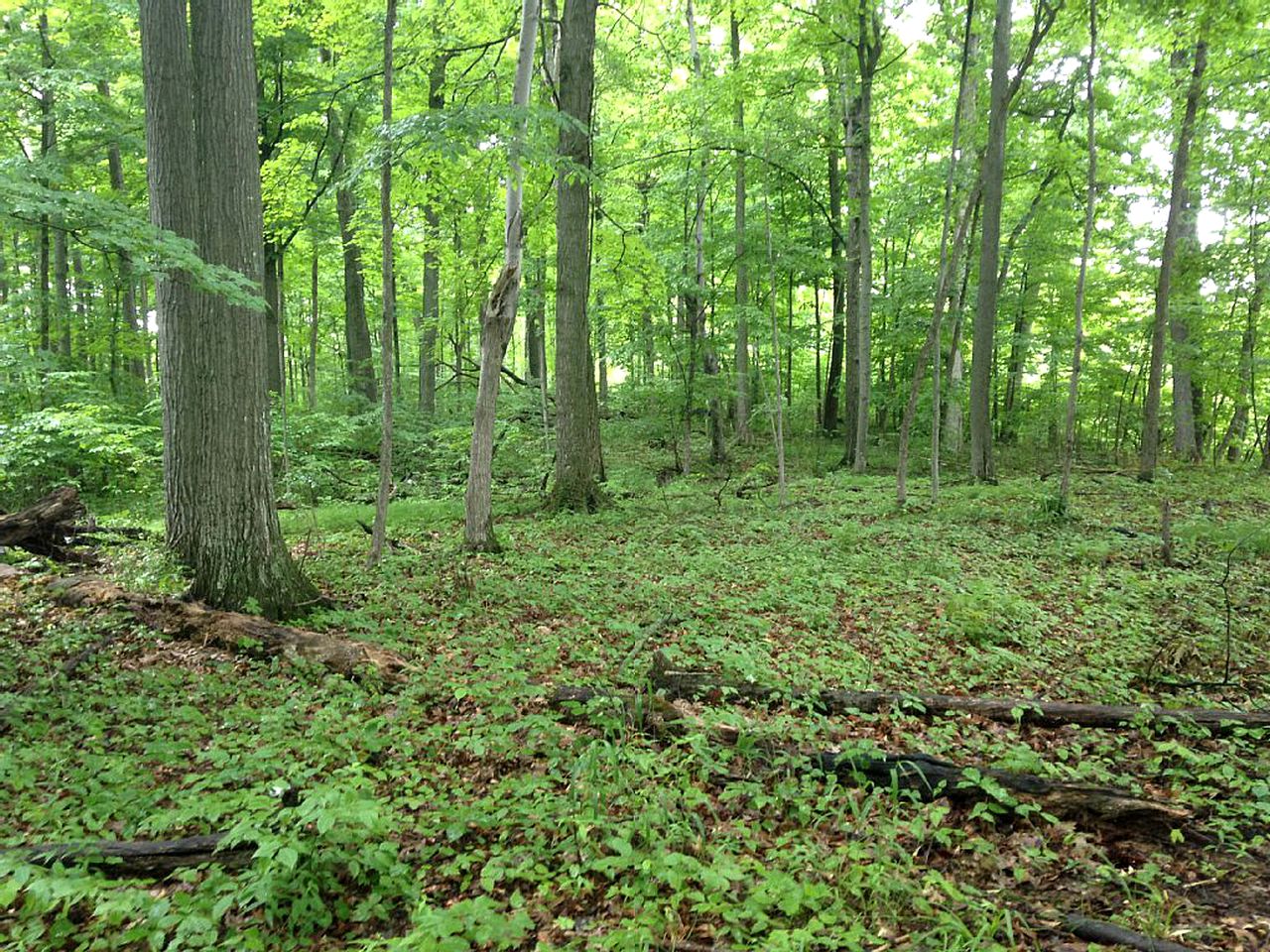 Cabin Rental near Ann Arbor, Michigan