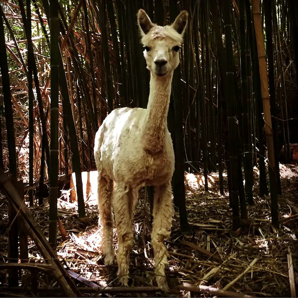 Cozy Alpaca Tree House Rental in the Bamboo Forest in Atlanta, Georgia