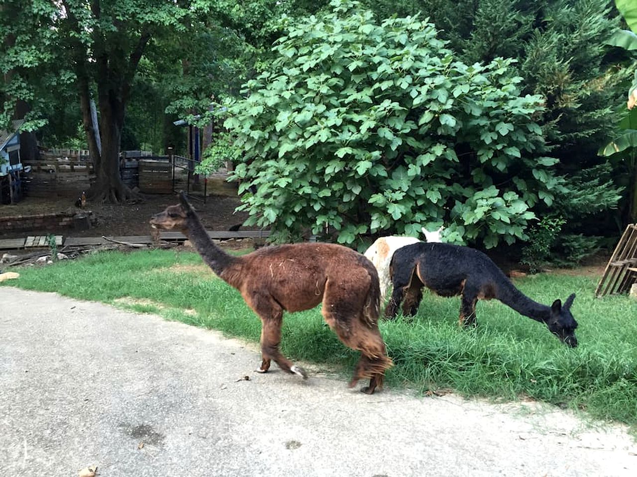 Cozy Alpaca Tree House Rental in the Bamboo Forest in Atlanta, Georgia