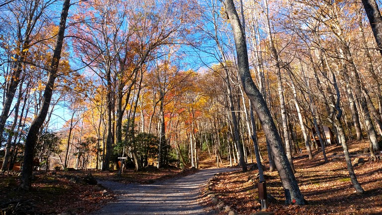 Cabins (United States of America, Black Mountain, North Carolina)
