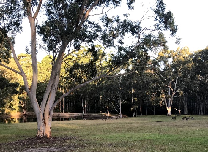 Tiny Houses (Kangaroo Valley, New South Wales, Australia)