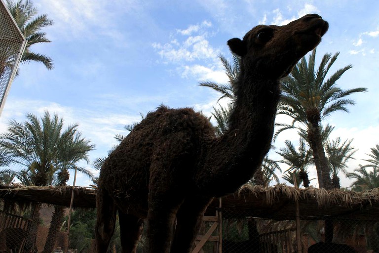 Nature Lodges (Ouarzazate, Drâa-Tafilalet Region, Morocco)