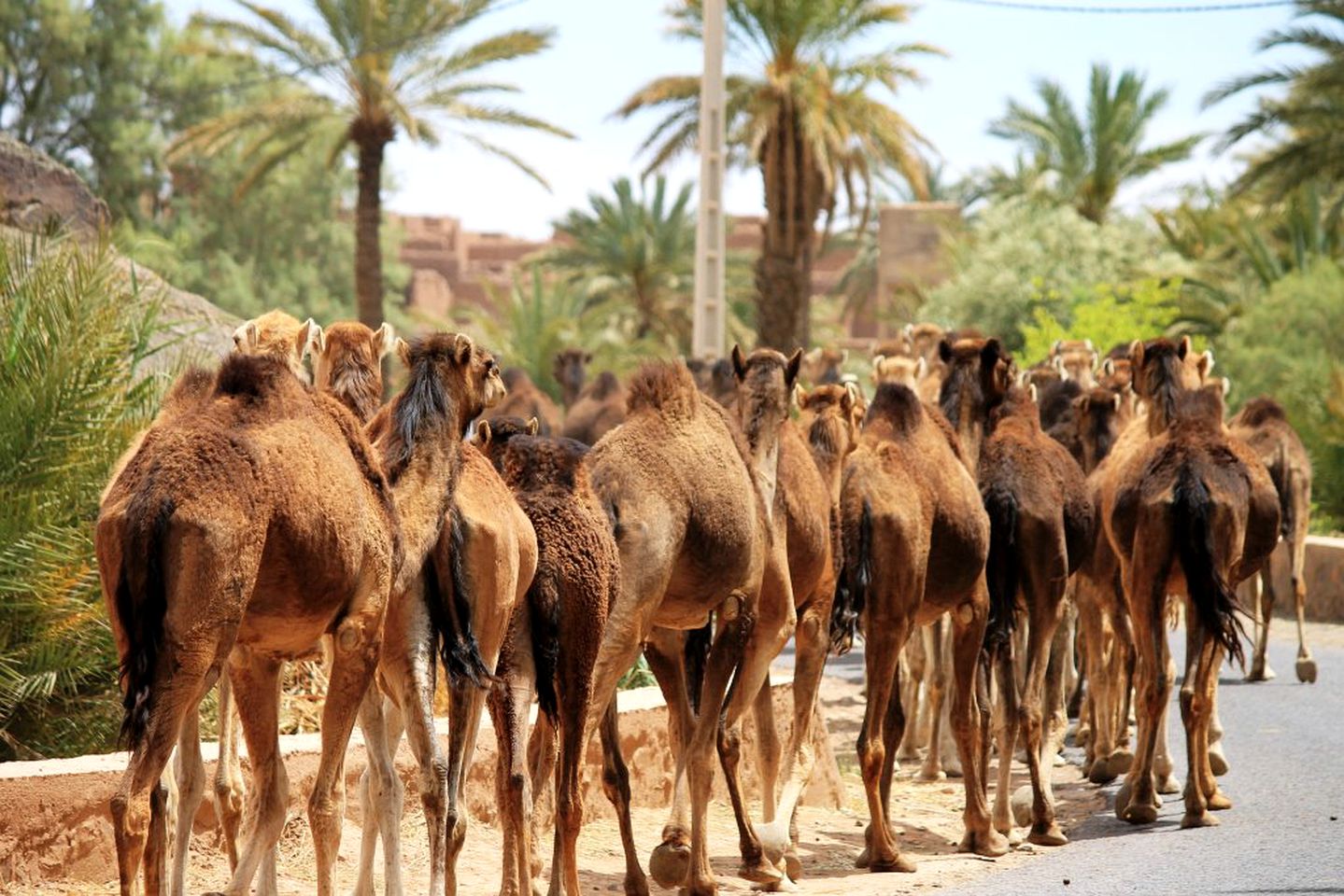 Picturesque Room Rental for a Desert Vacation near Ouarzazate, Morocco