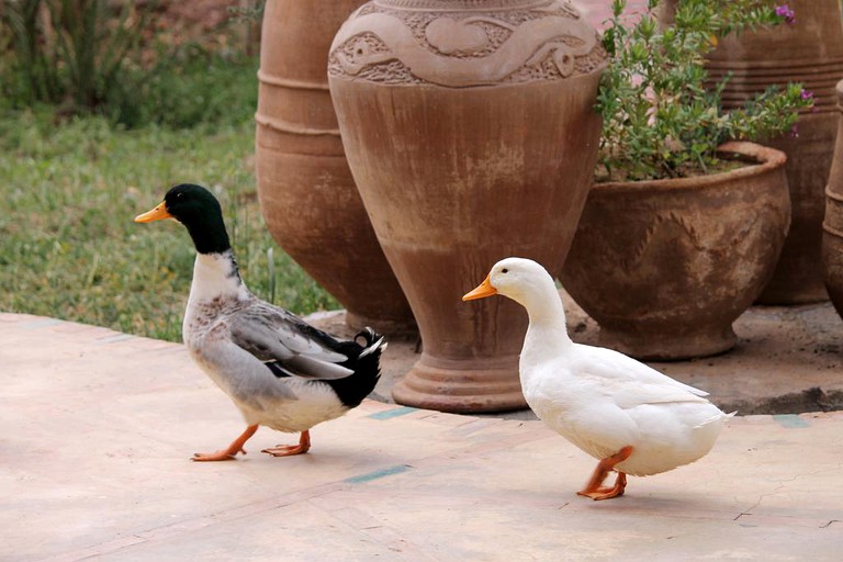 Nature Lodges (Ouarzazate, Drâa-Tafilalet Region, Morocco)