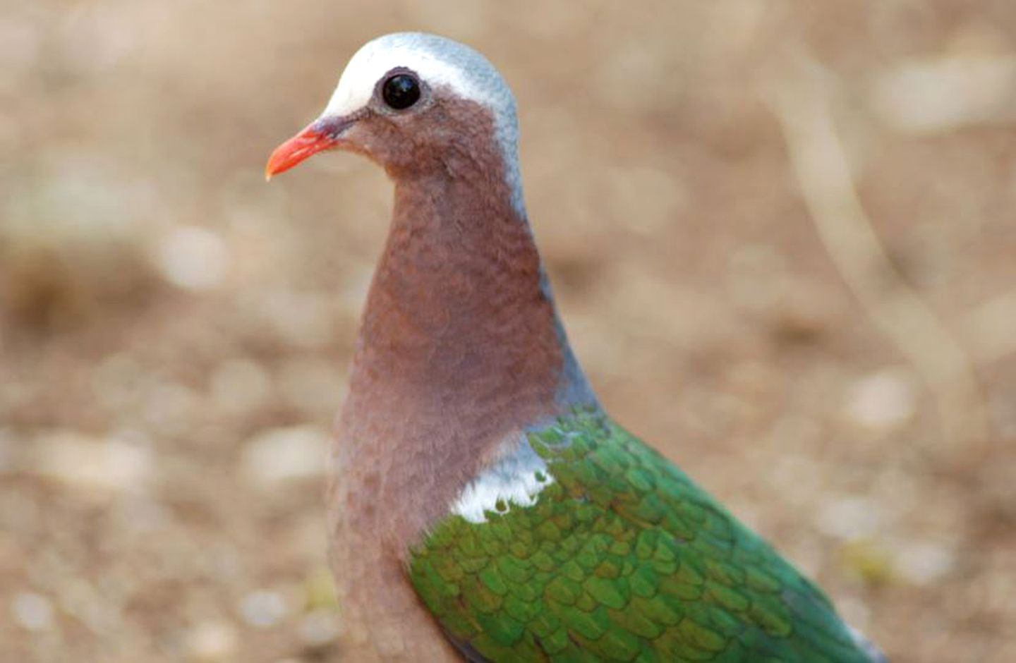 Delightful Glamping Accommodation at the Base of Pidurangala Rock in Sigiriya, Sri Lanka