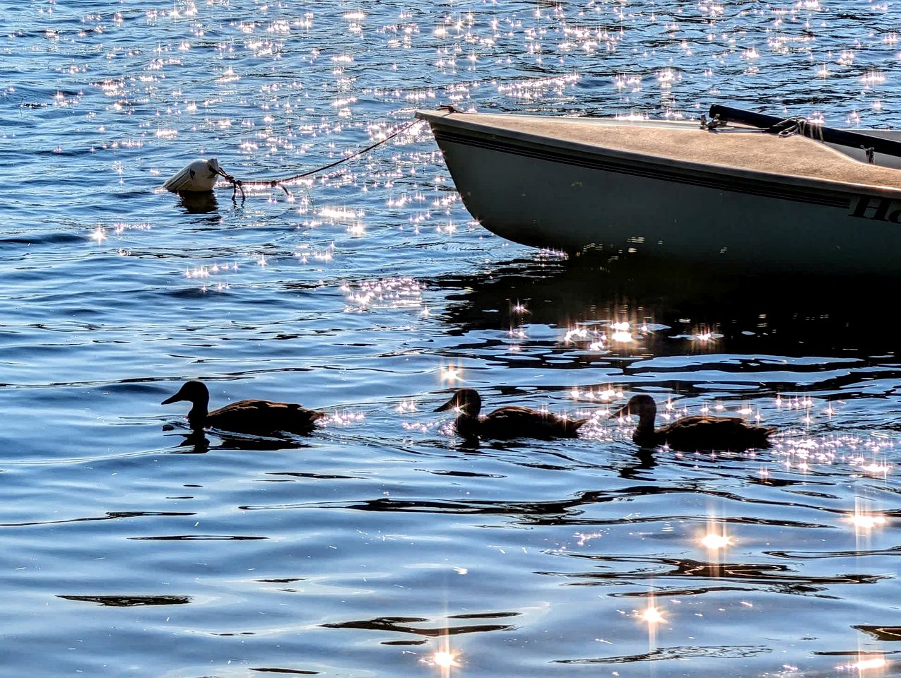 Family and Dog Friendly Lakefront Cabin in Maine near Tidal Falls and Kisma Preserve