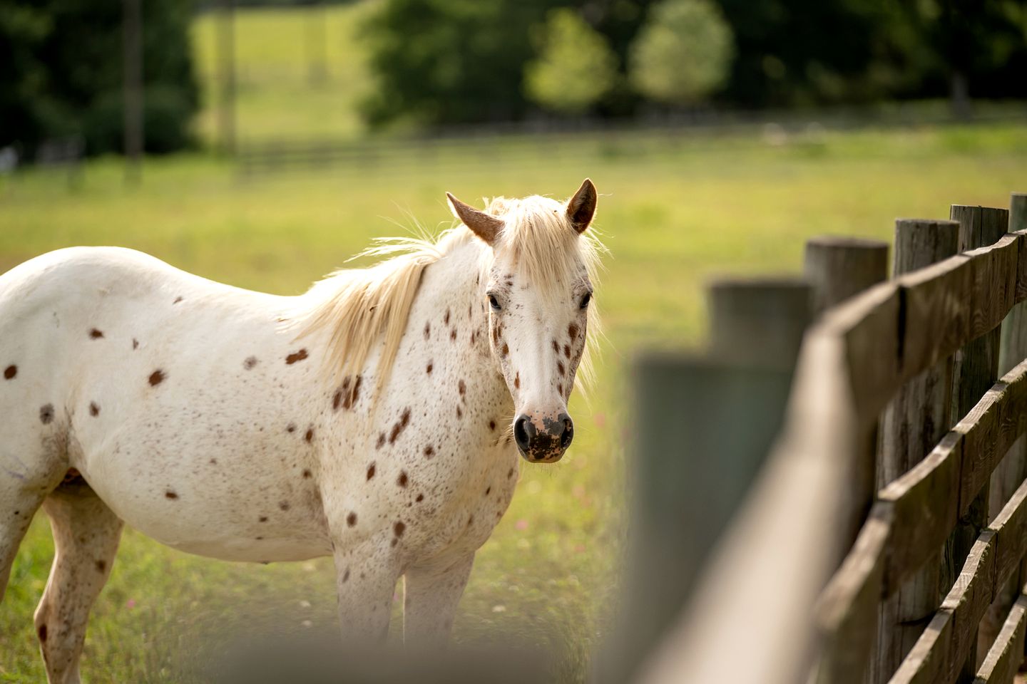 Charming Historic Cabin with Wood-Burning Stove near StarHill Farms in Texas