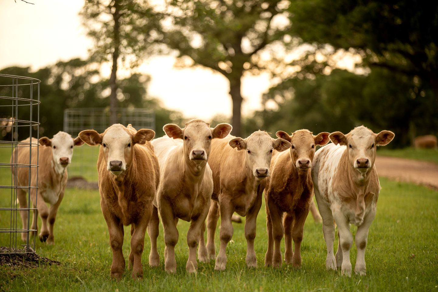 Charming Historic Cabin with Wood-Burning Stove near StarHill Farms in Texas