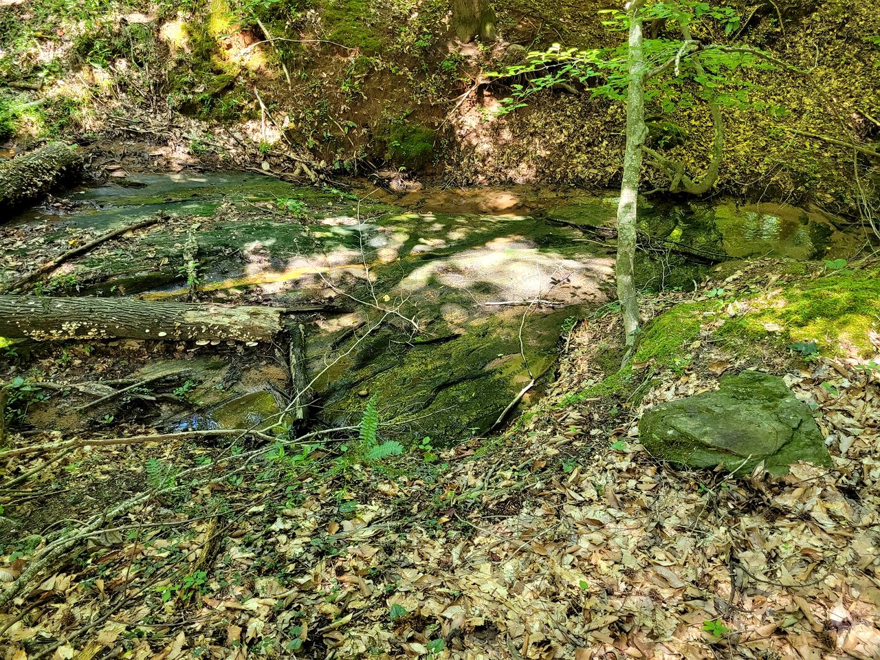 Secluded Woodland Geodome with Panoramic Views & Private Trails in Milledgeville, Georgia