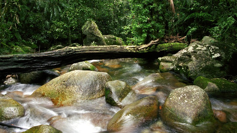 Tropical Suite Rental in Daintree Rainforest with Beautiful Views in Queensland | Nature Lodges (Diwan, Queensland, Australia)