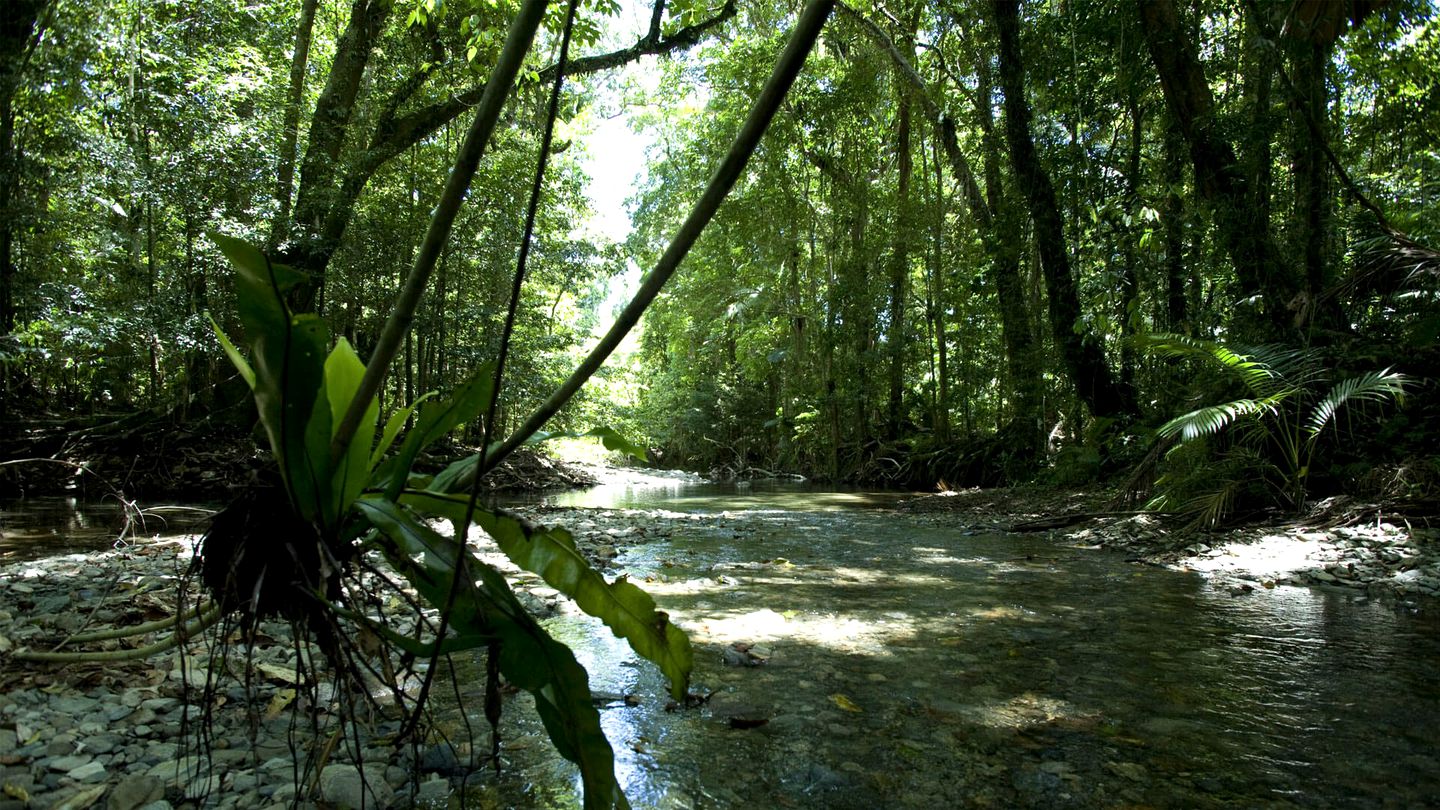 Tropical Suite Rental in Daintree Rainforest with Beautiful Views in Queensland