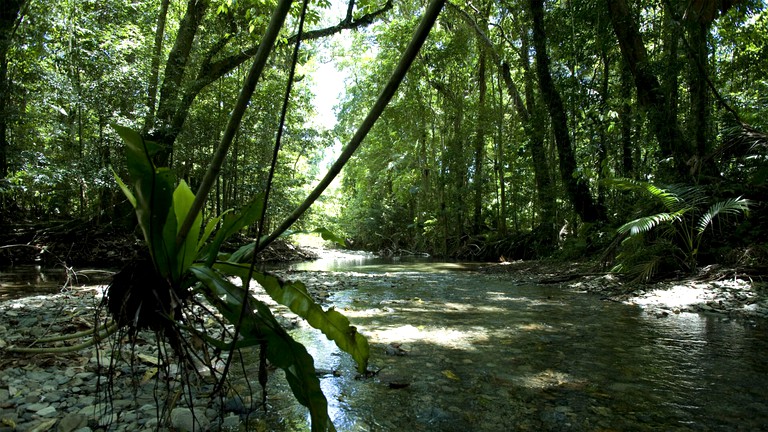 Tropical Suite Rental in Daintree Rainforest with Beautiful Views in Queensland | Nature Lodges (Diwan, Queensland, Australia)