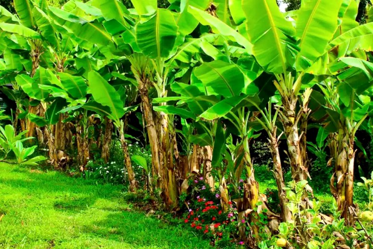 Nature Lodges (Kailua-Kona, Hawaii, United States)