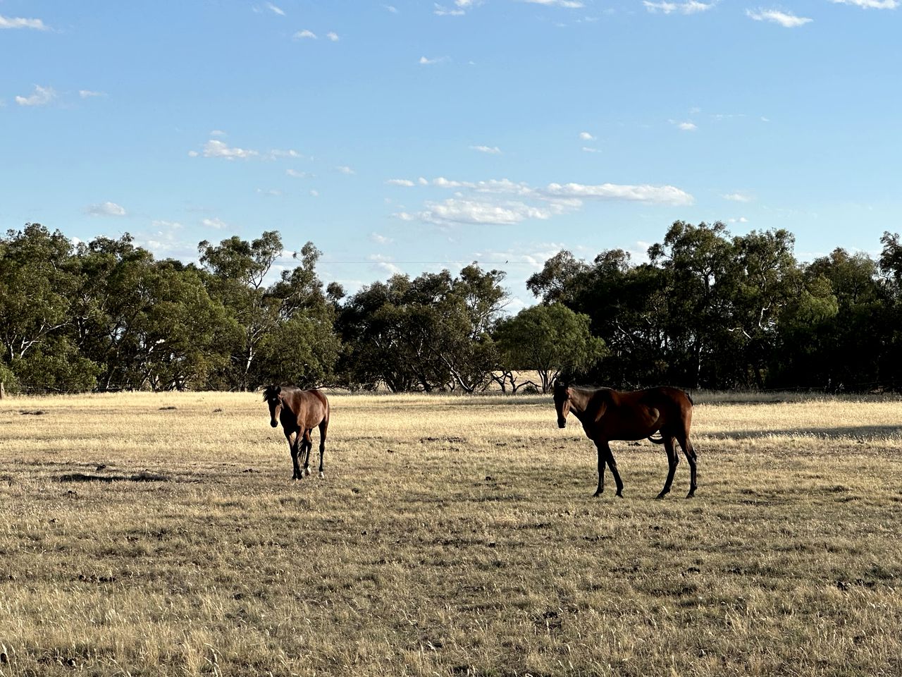 Farmstead Freedom: Tiny House Getaway Far from the City in Banyena