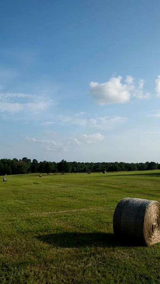 East Texas Escape: Original Barn, Pet-Friendly Paradise in the Piney Woods