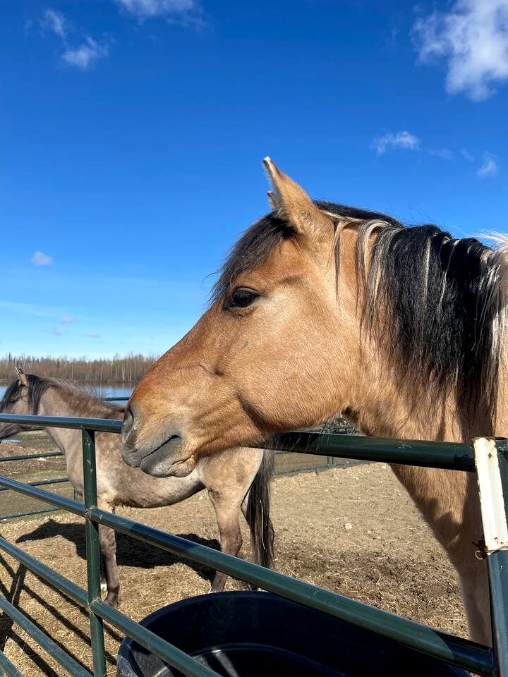 Family Adventure Cabin With Lake View, Barn Animals, Kayak Rentals and Trails in Houston, Alaska