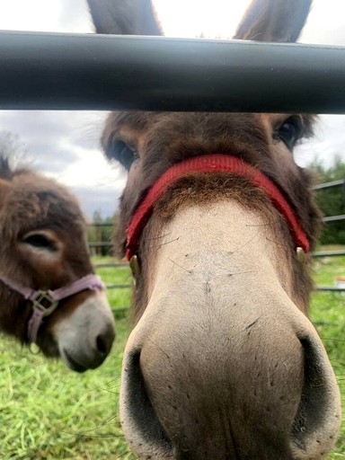 Vacation Rentals (United States of America, Houston, Alaska)