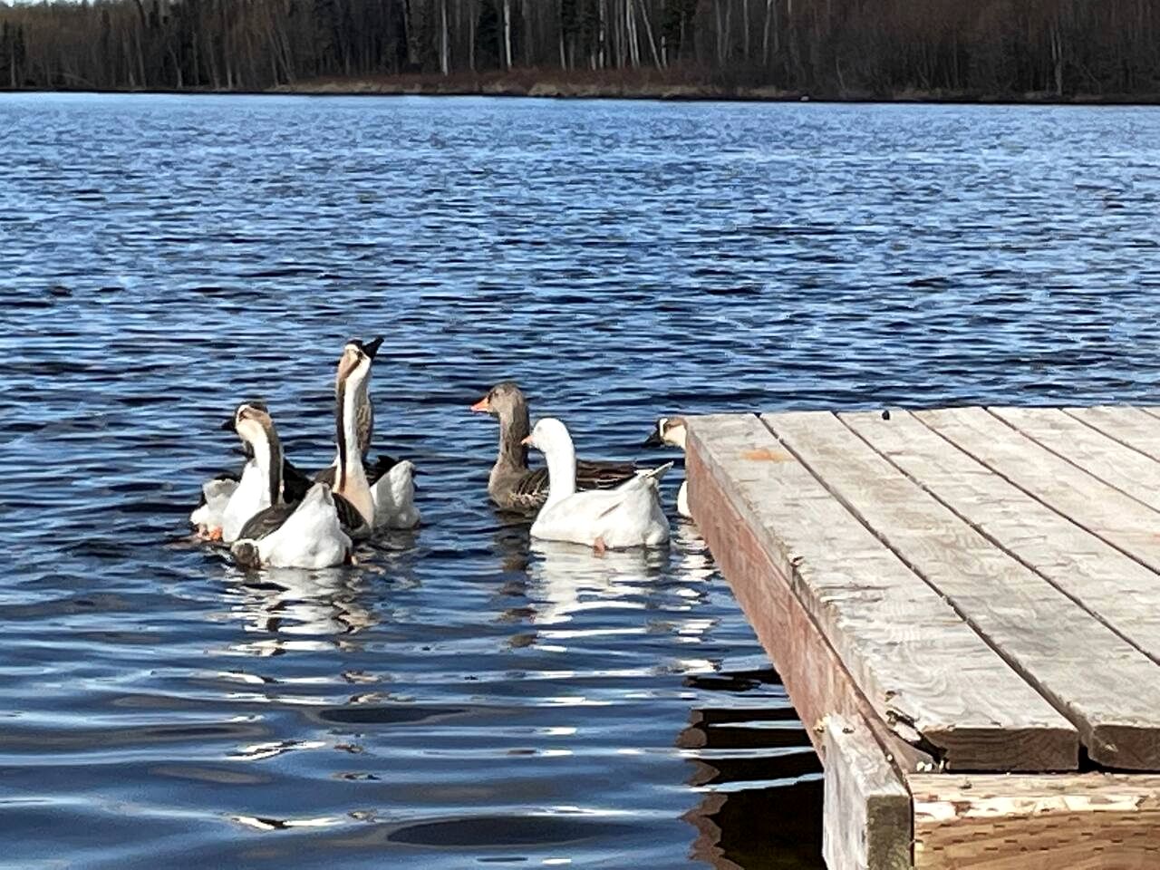 Family Adventure Cabin With Lake View, Barn Animals, Kayak Rentals and Trails in Houston, Alaska