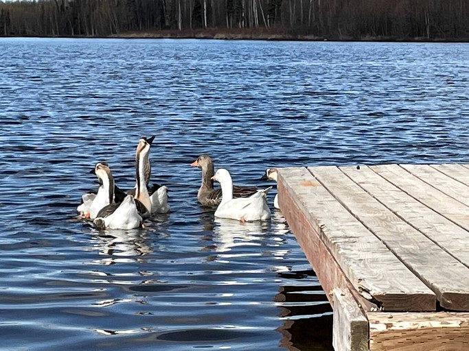 Vacation Rentals (United States of America, Houston, Alaska)