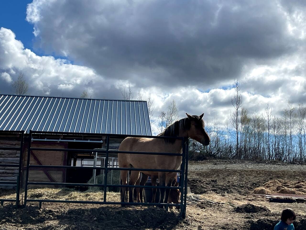 Family Adventure Cabin With Lake View, Barn Animals, Kayak Rentals and Trails in Houston, Alaska