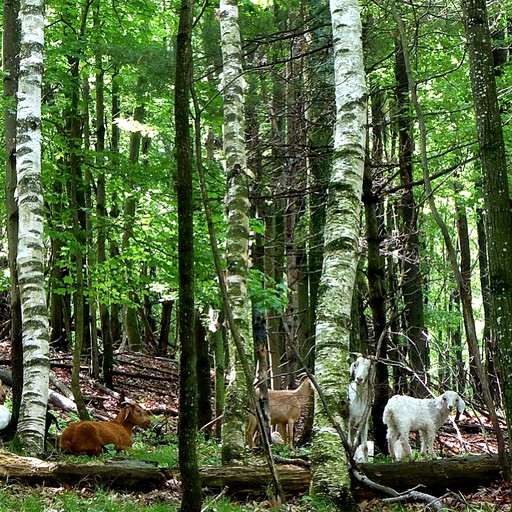 Nature Lodges (Fly Creek, New York, United States)